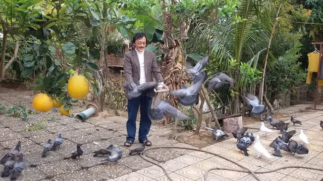 Nghệ sĩ nuôi một đàn chim bồ câu. Ảnh: Vietnamnet.