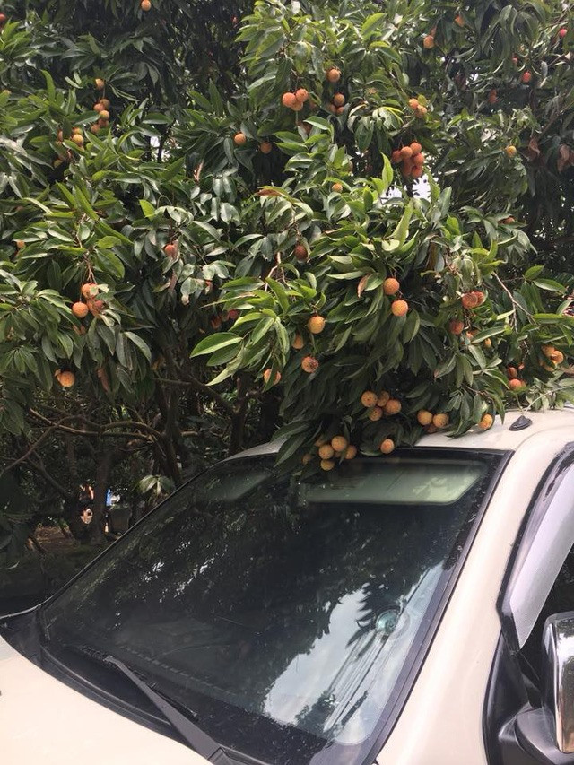 Mùa nào thức ấy, trong vườn nhà nghệ sĩ luôn có hoa quả tràn ngập. Ảnh: Lao động.