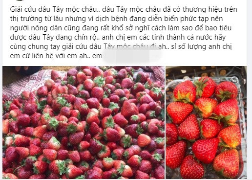 Theo đó, dâu tây được rao bán với giá từ 80.000 - 100.000 đồng/kg. Thậm chí loại bé chỉ từ 45.000 - 55.000 đồng/kg (bán sỉ).