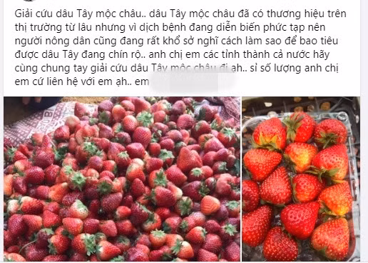 Theo đó, dâu tây được rao bán với giá từ 80.000 - 100.000 đồng/kg. Thậm chí loại bé chỉ từ 45.000 - 55.000 đồng/kg (bán sỉ).
