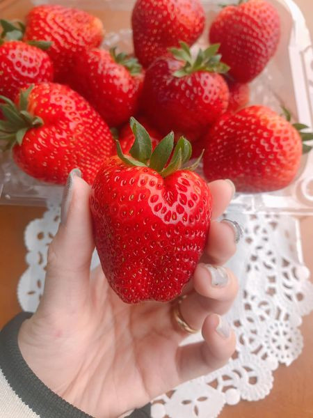 Anh Việt cho rằng, giá dâu tây Mộc Châu rẻ một phần do ảnh hưởng dịch COVID-19, vắng khách du lịch. Trong khi đó, diện tích trồng dâu tây ở Mộc Châu ngày càng nhiều.