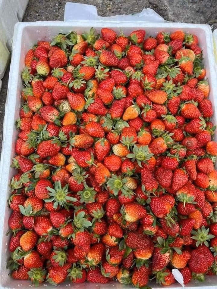 Một người bán hàng tên An Chi viết: "Giải cứu dâu Mộc Châu ạ, chỉ 75.000 đồng/kg".