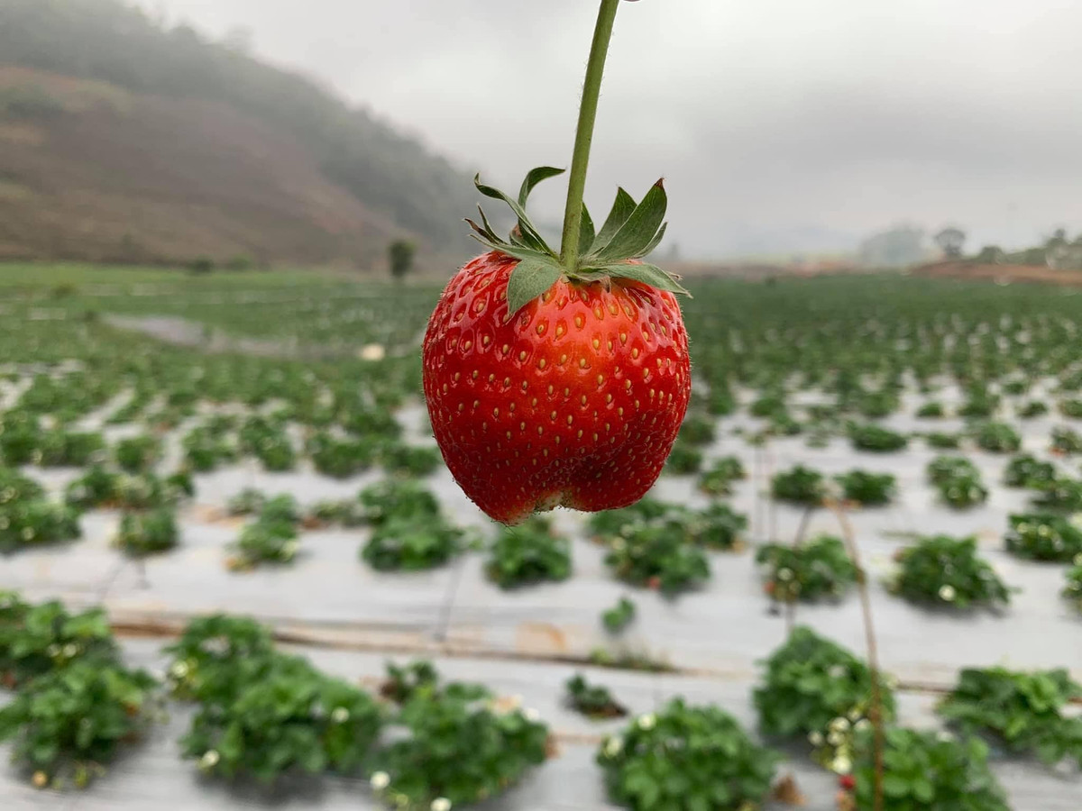 Chia sẻ trên Dân Việt, anh Lường Văn Hậu, chủ vườn dâu tây tại Bản Áng, xã Đông Sang (Mộc Châu, Sơn La) cho biết, do ảnh hưởng của COVID-19 nên cả năm vắng bóng du khách. Vườn dâu đến kỳ thu hoạch cũng không có người mua.