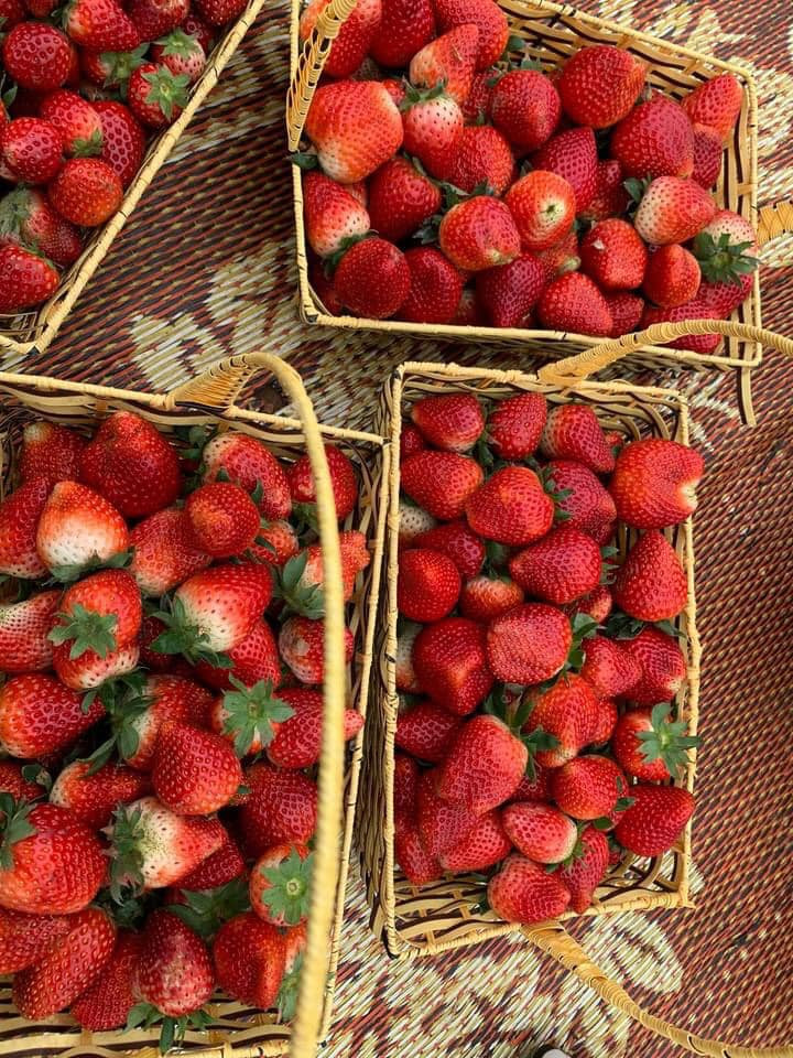 Tương tự, đây cũng là năm đầu tiên anh Nguyễn Ngọc Việt (trú tại Tiểu khu Bó Bun, Thị trấn Nông trường Mộc Châu, Mộc Châu, Sơn La) chứng kiến giá dâu tây rẻ đến vậy.