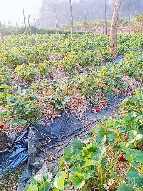 Theo anh Hậu, những năm trước, dâu tây chín quả nào được hái và thu mua hết đến đó nhưng năm nay, dâu chín đỏ vườn mà vẫn không có đầu ra.