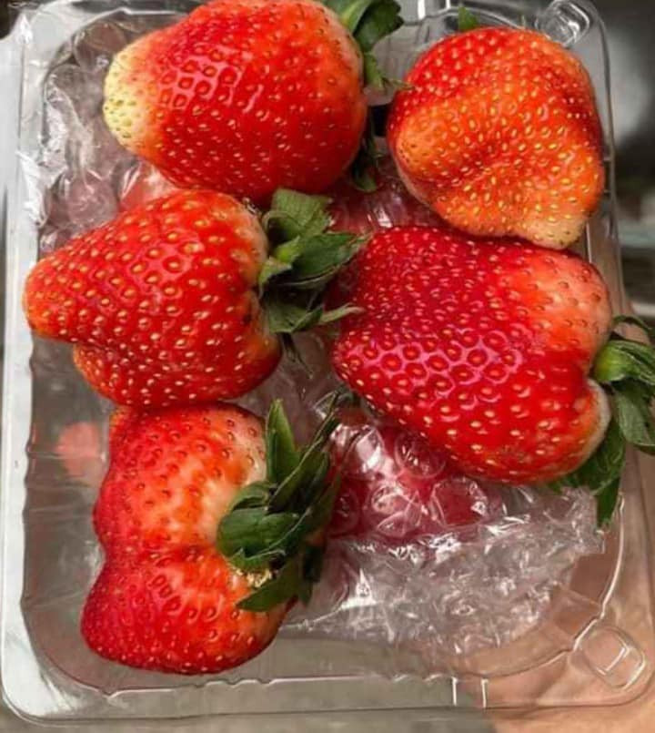 Theo bạn Chi, đây là dâu tây được trồng ở Mộc Châu. Hiện, vườn dâu đang vào độ chín, quả to, ngon, ngọt, thơm lừng. Do gặp thời tiết xấu lại ảnh hưởng của dịch COVID-19 nên không bán được.