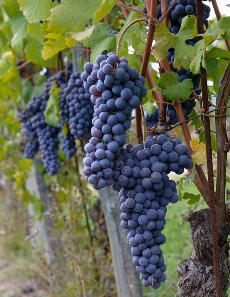 Đường vào biệt thự với hai bên phong cảnh hữu tĩnh là những đồi nho xanh ngút ngàn. Ảnh: Plo