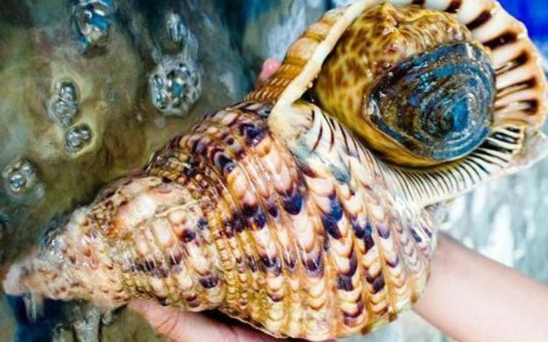 Ốc hoàng hậu (hay ốc tù và) cũng là một sản vật mang tên hoàng tộc “gây sốt” ở nước ta. Ảnh: Vietnamnet