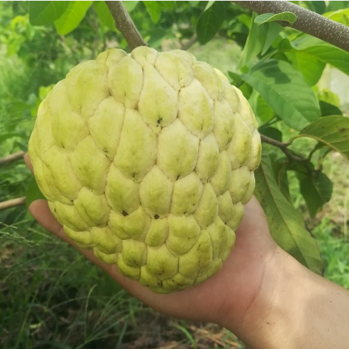 Na nữ hoàng còn có giá bán khá cao, khoảng 80.000 đồng/kg mua tại vườn. Còn khi bán ra thị trường, giá bán giá bán na nữ hoàng lên đến vài trăm ngàn đồng/kg. Ảnh: Facebook