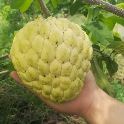 Na nữ hoàng còn có giá bán khá cao, khoảng 80.000 đồng/kg mua tại vườn. Còn khi bán ra thị trường, giá bán giá bán na nữ hoàng lên đến vài trăm ngàn đồng/kg. Ảnh: Facebook