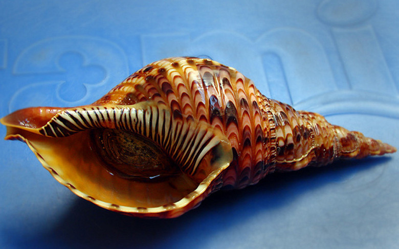 Loại ốc này có trọng lượng khủng từ 1- 2kg/con. Ảnh: Internet