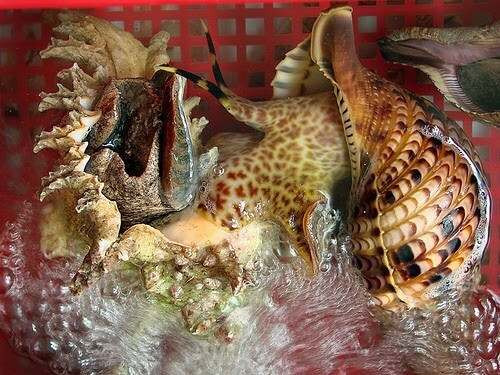 Ốc hoàng hậu (hay ốc tù và) cũng là một sản vật mang tên hoàng tộc “gây sốt” ở nước ta. Ảnh: Vietnamnet