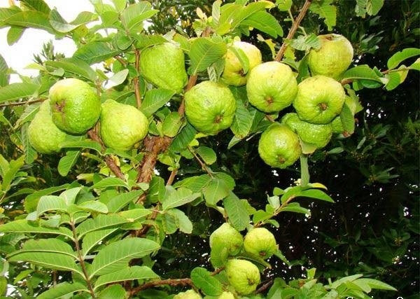 Ổi nữ hoàng cũng là một đặc sản mang tên “quý tộc” được ưa chuộng tại Việt Nam, và có giá trị kinh tế ổn định. Ảnh: Giongcayanqua