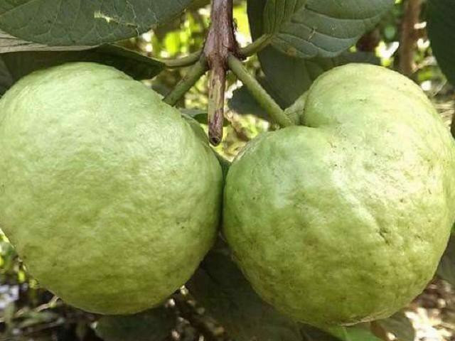 Trên thị trường, giá cây giống ổi nữ hoàng khoảng 30.000 đồng/cây. Còn trái ổi nữ hoàng loại hữu cơ có giá bán khoảng 65.000 đồng/kg. Ảnh: WeFarmer