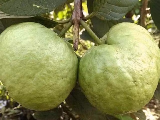 Trên thị trường, giá cây giống ổi nữ hoàng khoảng 30.000 đồng/cây. Còn trái ổi nữ hoàng loại hữu cơ có giá bán khoảng 65.000 đồng/kg. Ảnh: WeFarmer