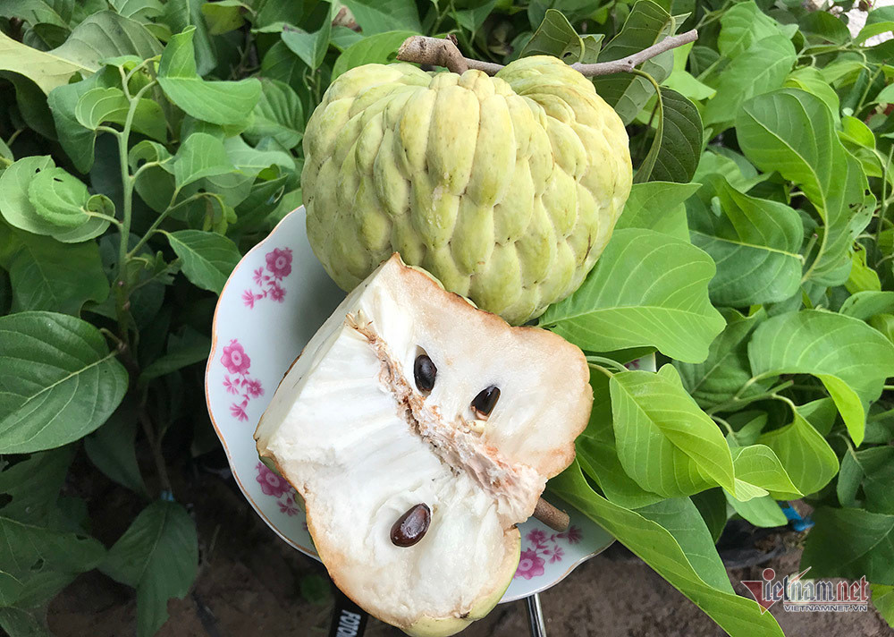 Na hoàng hậu nặng khoảng 1 kg/trái, thậm chí có trái nặng đến 1,5kg. Ảnh:Vietnamnet