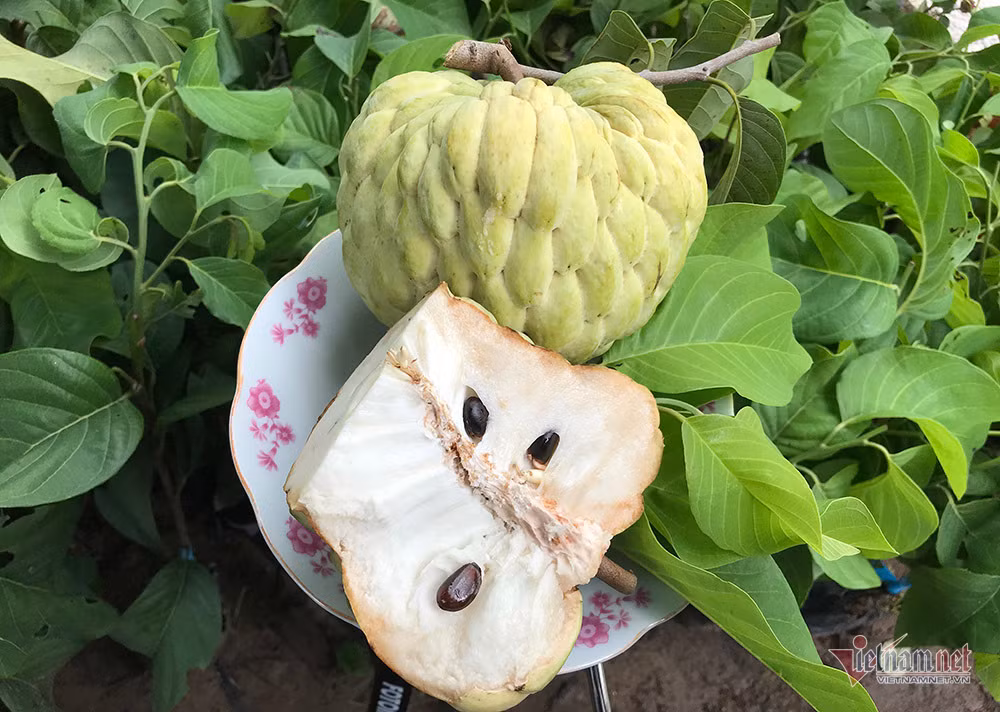 Na hoàng hậu nặng khoảng 1 kg/trái, thậm chí có trái nặng đến 1,5kg. Ảnh:Vietnamnet