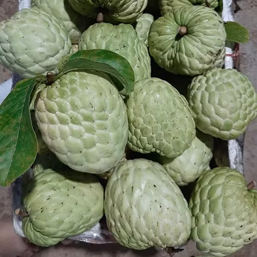 Trong số các giống na nhập khẩu về Việt Nam, giống na Thái Lan hay na hoàng hậu nổi trội hơn cả. Trọng lượng của na hoàng hậu lớn gấp 3-5 lần so với na thường. Ảnh: Csfood