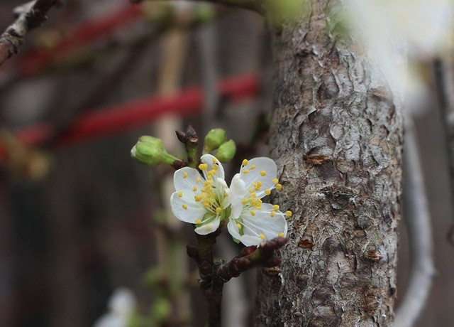 Giá cho mỗi cành hoa mơ rừng dao động từ 200.000 – 300.000 đồng/cành nhỏ, 400.000 – 600.000 đồng/cành vừa, 800.000 – 1.000.000 đồng/cành to. Ảnh: Vietnamnet