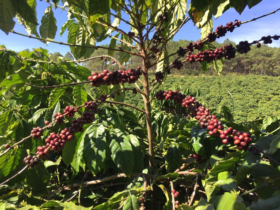 Những cành cà phê được cắt tại nhà vườn ở Đắk Lắk, Lâm Đồng. Ảnh: FB Lê Văn Tính