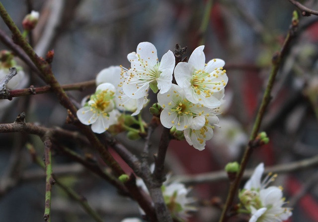 Những cành mơ rừng trắng tinh khôi cũng được đông đảo khách hàng mua về chơi Tết. Ảnh: Vietnamnet