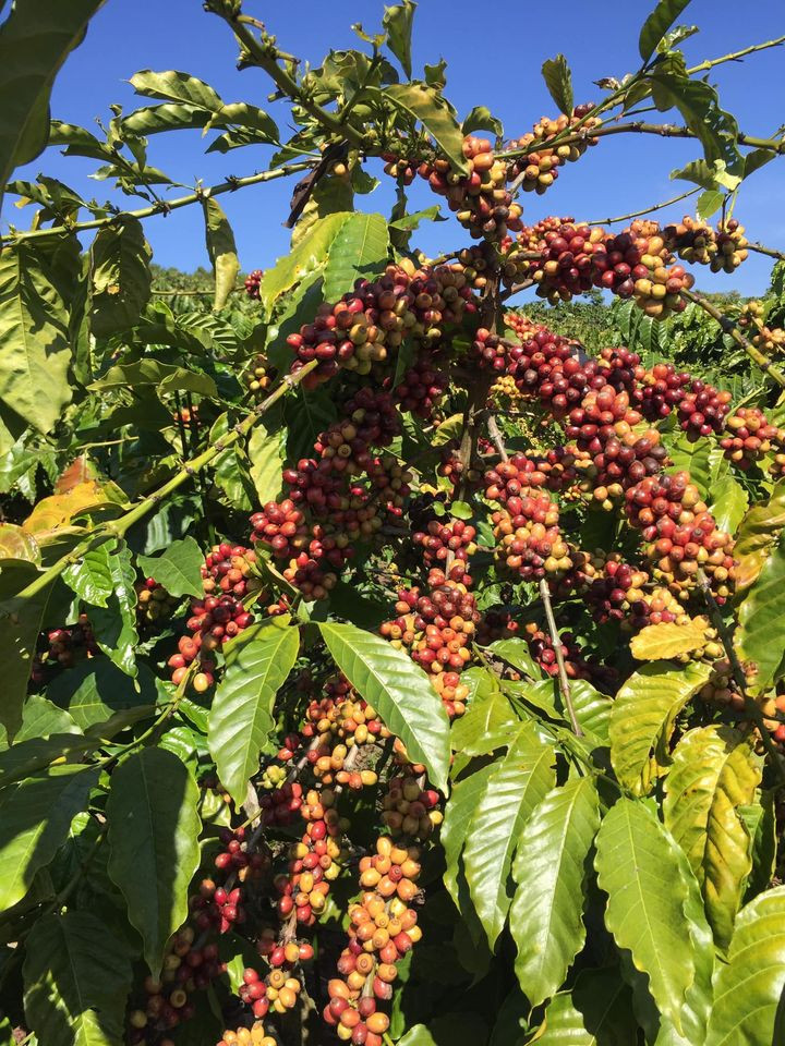 Đối với khách ở xa như Hà Nội, cành cà phê sẽ được vận chuyển theo đường hàng không để đảm bảo chất lượng. Ảnh: FB Lê Văn Tính