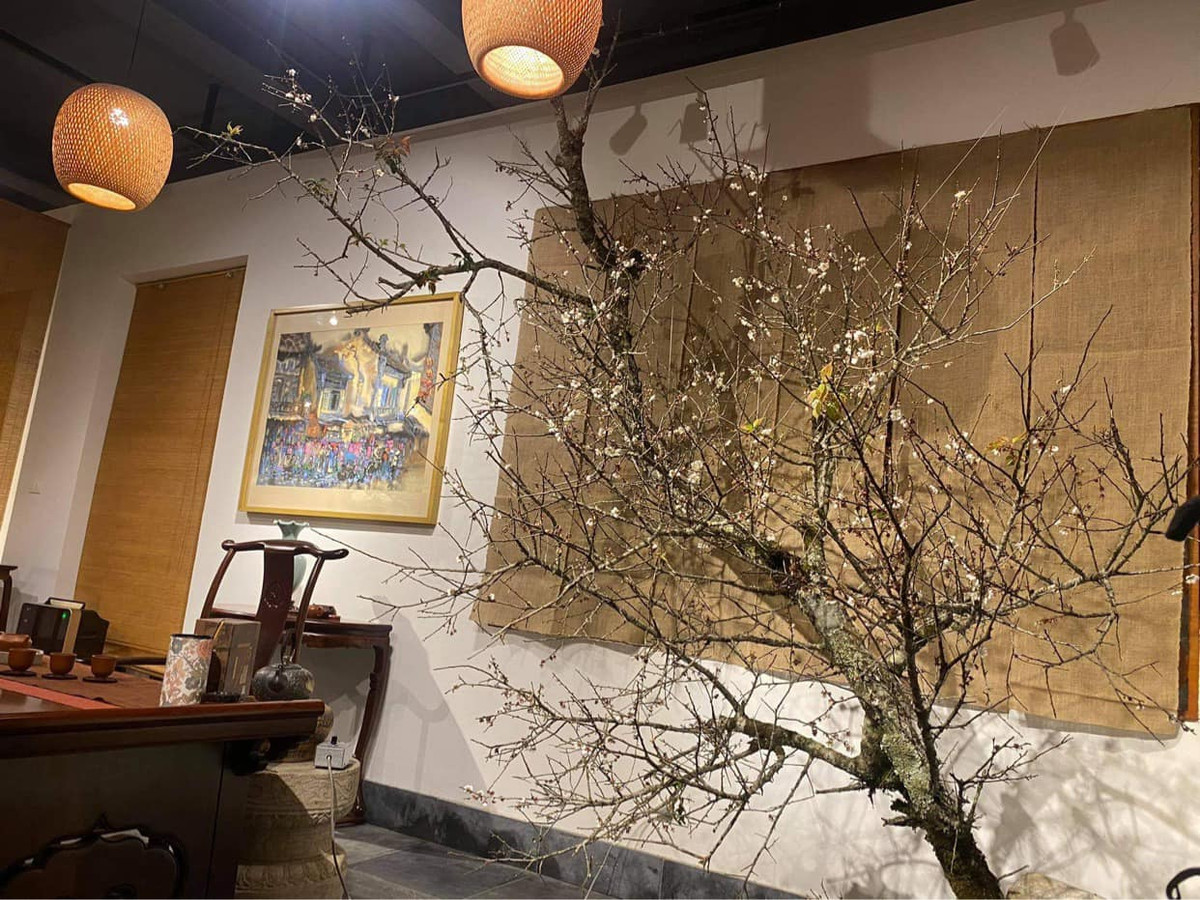 Cành mận đường kính lớn có thể được chào bán với mức giá từ 4-5 triệu đồng/cành. Ảnh: FB Nguyễn Bích Thảo.