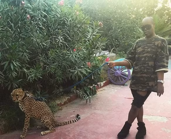 Dắt thú cưng đi chơi ở Dubai.