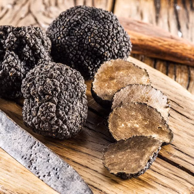 Nấm Truffle không mọc trên mặt đất mà mọc sâu trong lòng đất, nó thường sống ký sinh trong lớp rễ cây sồi.