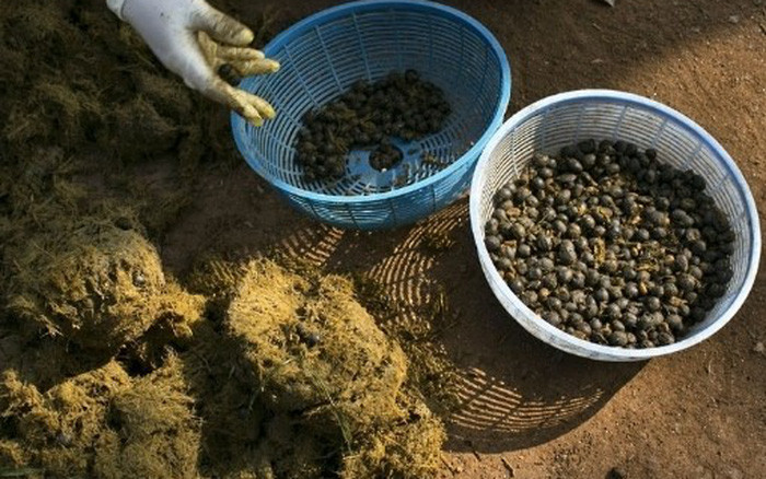 Cà phê ngà đen (cà phê phân voi) hiện đang là loại cà phê đắt nhất trên thế giới. Chúng được sản xuất tại vùng núi thuộc tỉnh Chiang Rai phía Bắc Thái Lan.