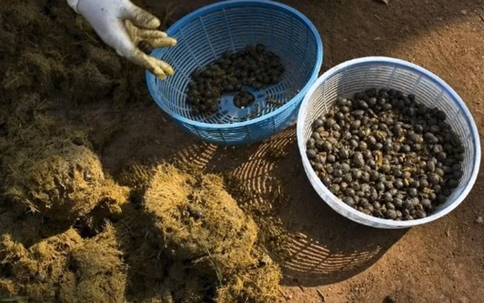 Cà phê ngà đen (cà phê phân voi) hiện đang là loại cà phê đắt nhất trên thế giới. Chúng được sản xuất tại vùng núi thuộc tỉnh Chiang Rai phía Bắc Thái Lan.