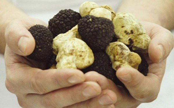 Giá thành thị trường của nấm cục truffle rơi vào khoảng 6.160 – 7.040 USD/kg (tương đương 140 – 160 triệu đồng/kg).
