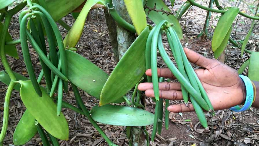 Đây là lý do vì sao vani nguyên chất trở nên quý hiếm và đắt đỏ. Ảnh: Amazon.