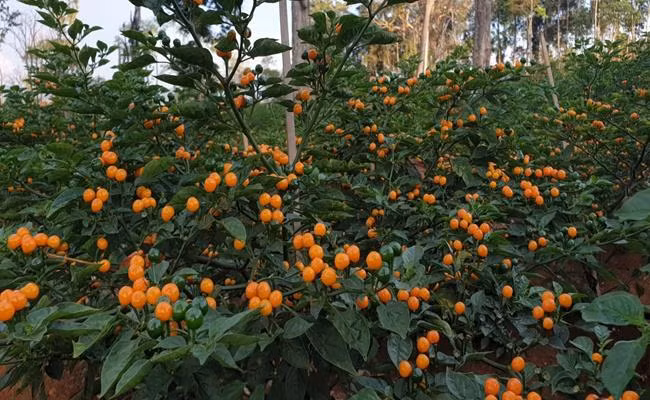 Đa phần ớt charapita mọc hoang dại. Chúng là loại cây trung hạn, có độ cao 40 - 55 cm, tán rộng 35 - 45 cm, cho thu hoạch quả sau 90 ngày. Mỗi cây có hàng trăm quả nhỏ tròn, màu đỏ hoặc vàng, nhưng màu vàng phổ biến hơn cả. Ảnh: Getty Image