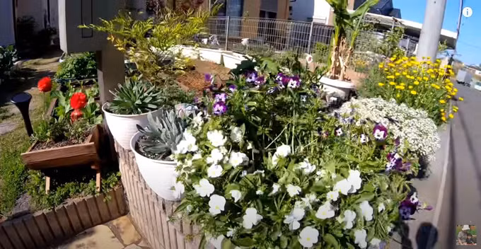 Ngoài rau trái, Quỳnh Trần còn trồng nhiều loại hoa làm cảnh cho vườn nhà thêm sinh động.