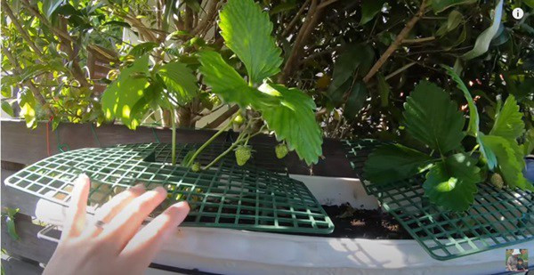 Vlogger Quỳnh Trần JP tận dụng khoảng sân trống trước nhà để trồng đủ loại cây.