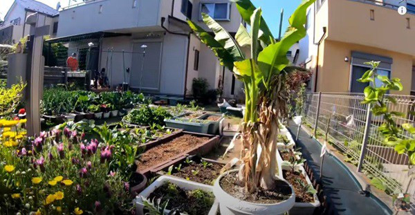 Đặc biệt, trong vườn nhà Quỳnh Trần còn có thêm cây chuối. Nguồn ảnh: Ảnh cắt từ video: Youtube Quỳnh Trần JP