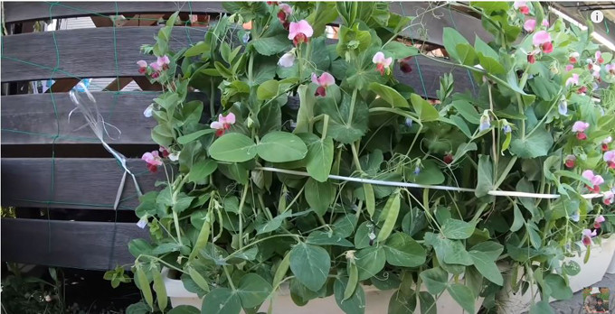 Do có kinh nghiệm trồng trọt lâu năm nên vườn của cô luôn có rau sạch, hoa thơm.