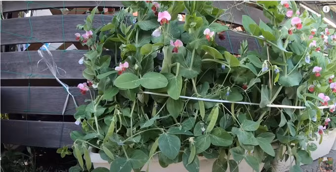 Do có kinh nghiệm trồng trọt lâu năm nên vườn của cô luôn có rau sạch, hoa thơm.