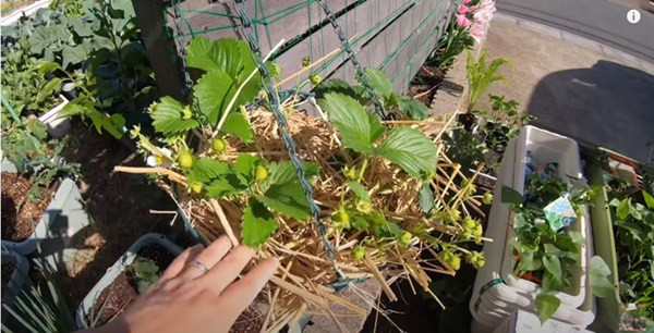 Dâu tây Bạch Tuyết được Quỳnh Trần mang đi từ nhà cũ. Cô dùng rơm để phủ lên bề mặt chậu trồng, vừa tránh nóng cho cây, vừa khiến quả chín không rơi xuống đất bẩn.