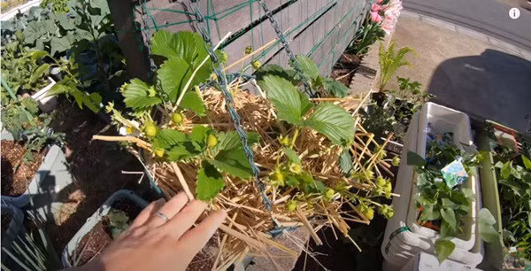 Dâu tây Bạch Tuyết được Quỳnh Trần mang đi từ nhà cũ. Cô dùng rơm để phủ lên bề mặt chậu trồng, vừa tránh nóng cho cây, vừa khiến quả chín không rơi xuống đất bẩn.