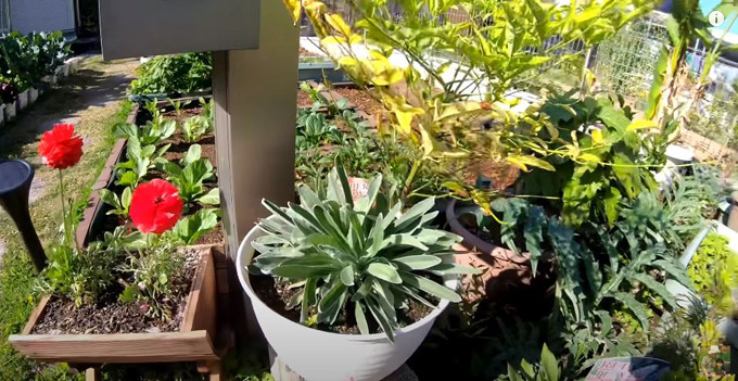 Lối vào nhà là cây hoa bất tử.