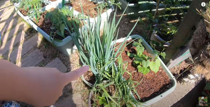 Vườn nhà Quỳnh Trần không thiếu bất thứ loại rau gì, kể cả hành, hẹ, su su.