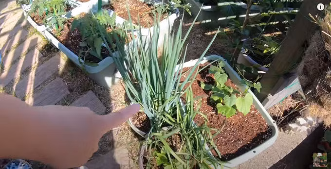 Vườn nhà Quỳnh Trần không thiếu bất thứ loại rau gì, kể cả hành, hẹ, su su.