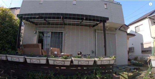 Dãy chậu và giàn lưới để trồng bầu, mướp trước cửa nhà.