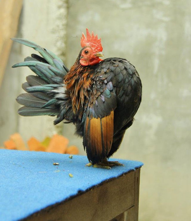 Những chú gà Serama tuy có bề ngoài oai vệ như những chiến binh nhưng tính cách lại khá thân thiện, thích đi theo con người trong nhà. Ảnh: Straits Times