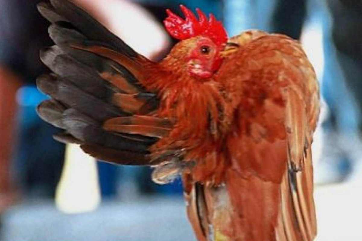 Mỗi con gà Serama thường nặng dưới 500g, một số con chỉ nặng 250g và được mệnh danh là giống gà nhỏ nhất thế giới. Ảnh: Straits Times