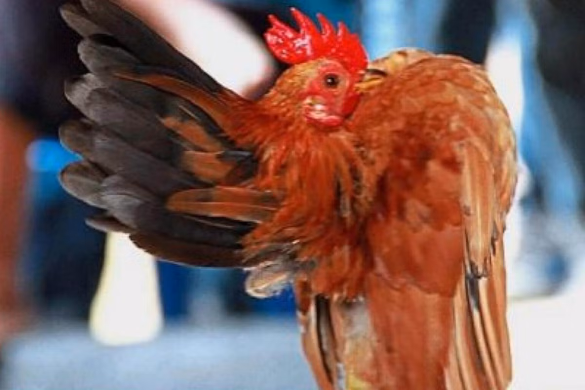 Mỗi con gà Serama thường nặng dưới 500g, một số con chỉ nặng 250g và được mệnh danh là giống gà nhỏ nhất thế giới. Ảnh: Straits Times