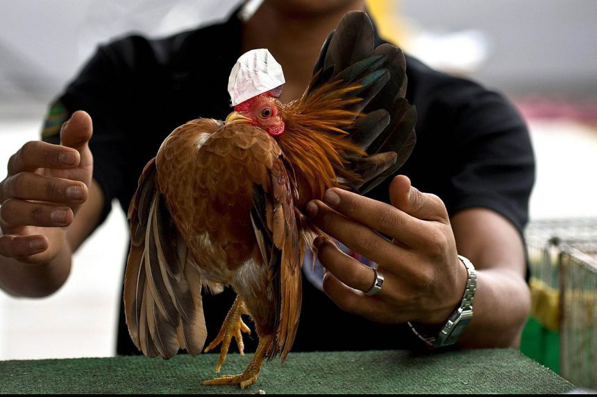 Nhiều người thích nuôi gà Serama để làm cảnh vì bộ lông đẹp, có nhiều màu khác nhau. Ảnh: Straits Times