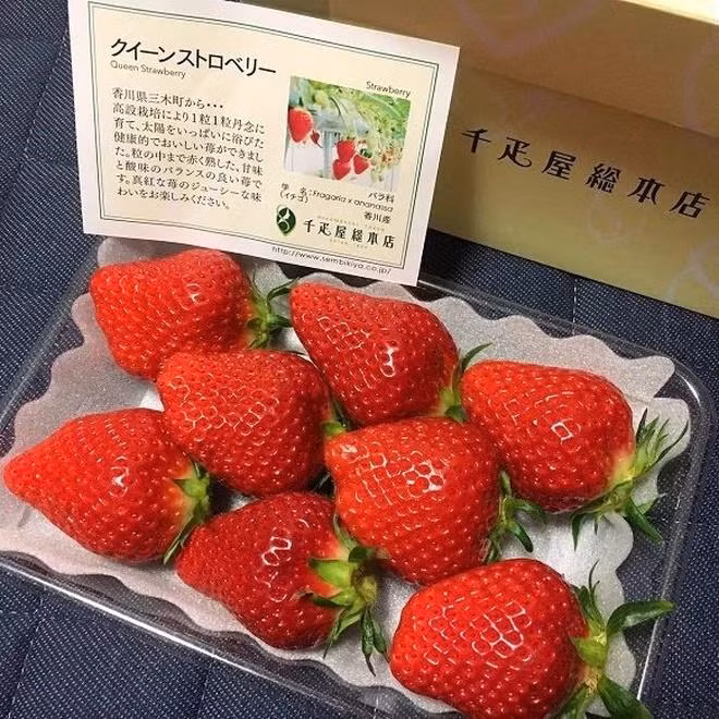 Dâu tây nữ hoàng Sembikiya thường được bán theo dạng set 12 quả với mức giá 85 USD (xấp xỉ 2 triệu đồng). Ảnh: Japan Times